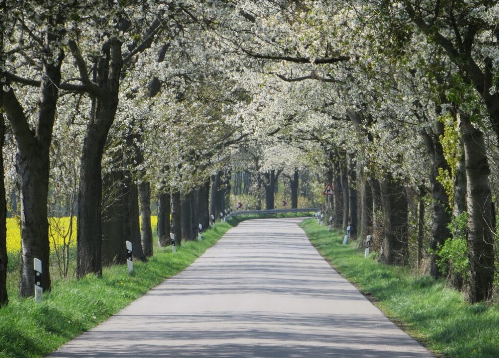 Kirschenallee Kieve - Altbestand