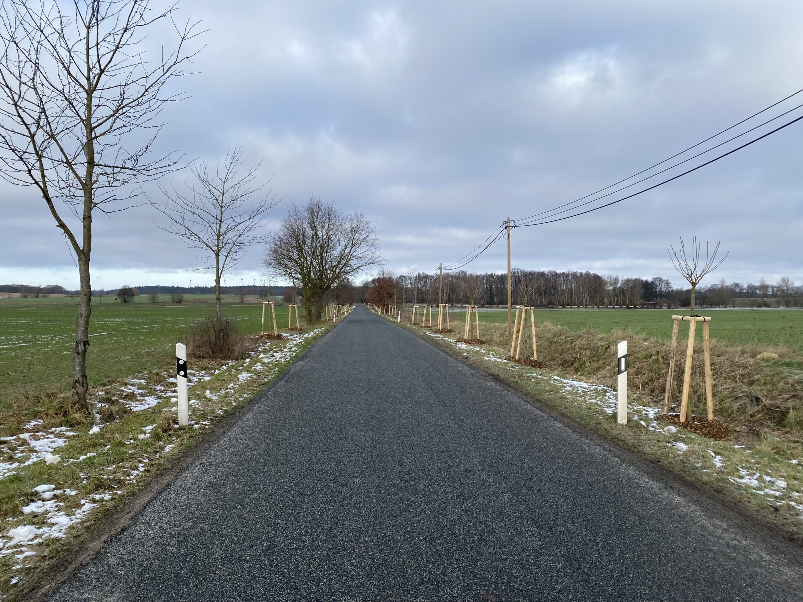 Kirschenallee Kieve - Neupflanzung